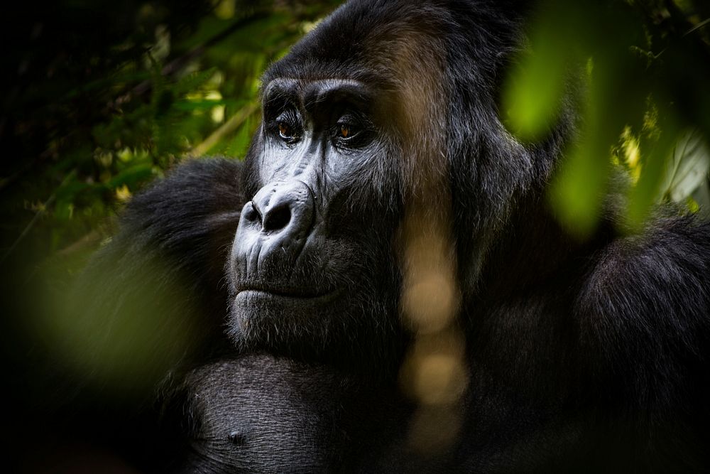 Gorilla's face closeup, wildlife background. Free public domain CC0 photo.