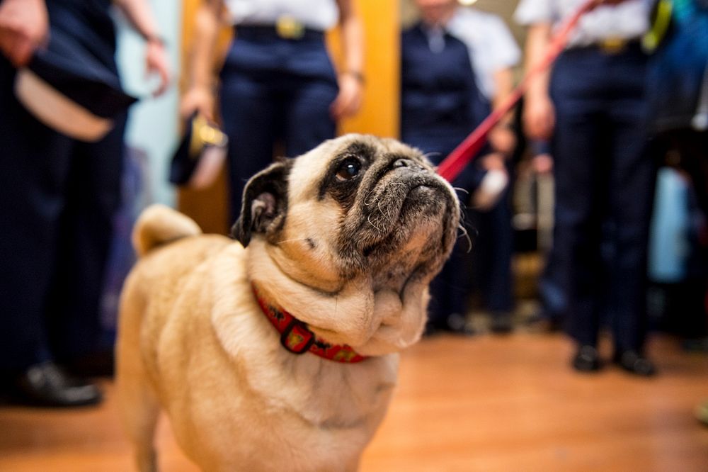 Police dog on the leach. Original public domain image from Flickr