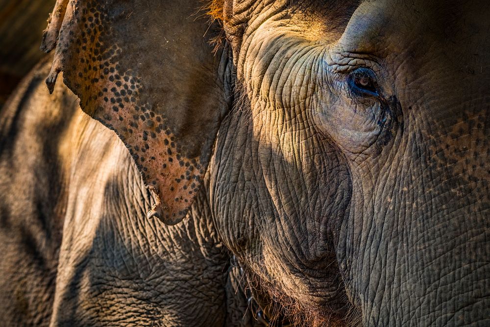 Elephant closeup, wildlife background. Free public domain CC0 photo.