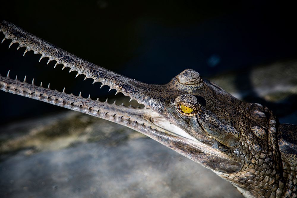 Gharial, reptile animal background. Free public domain CC0 photo.