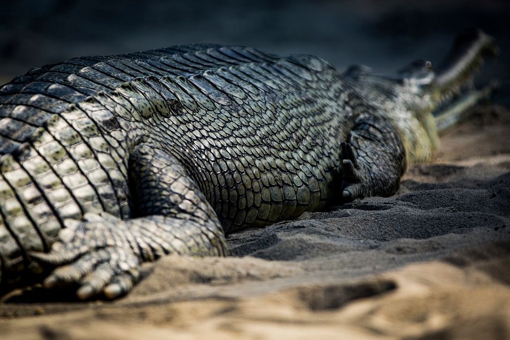 Crocodile. Free public domain CC0 photo.