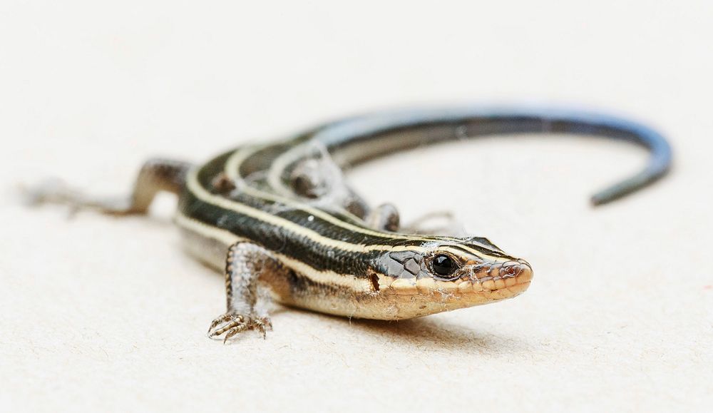 Blue-tailed Skink lizard. Free public domain CC0 photo.