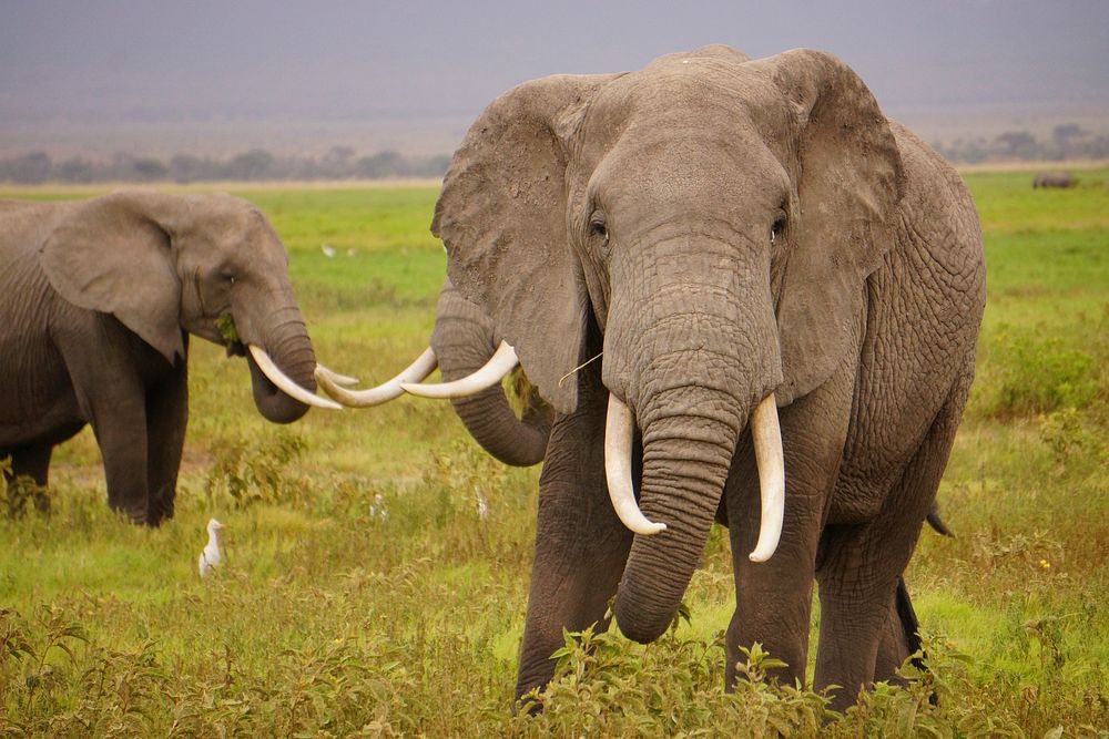 African elephant herd in teh serengeti. Free public domain CC0 photo.