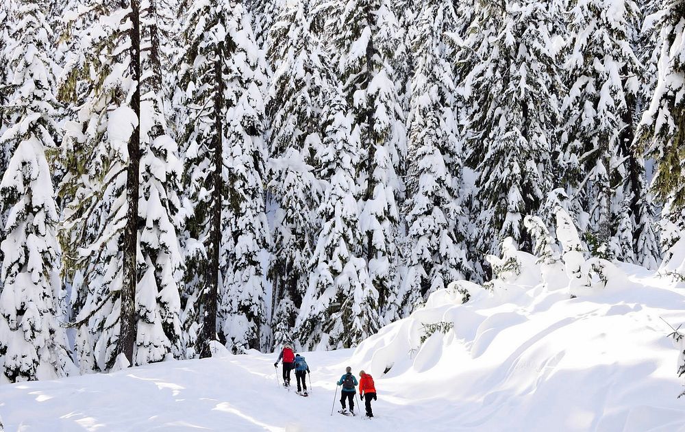 Mt. Hood Meadows on the Mt. Hood National Forest. Original public domain image from Flickr