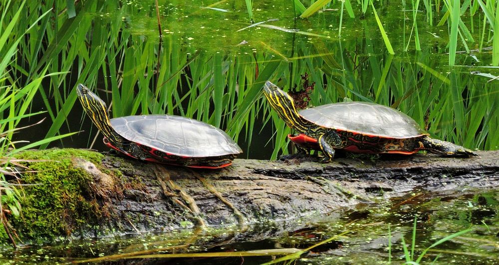 Turtles at Steigerwald Wildlife Refuge. Original public domain image from Flickr