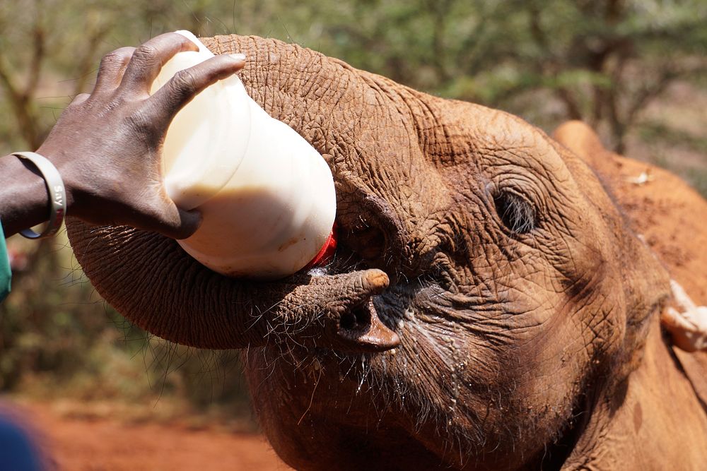 Baby elephant drinking from bottle. Free public domain CC0 photo.