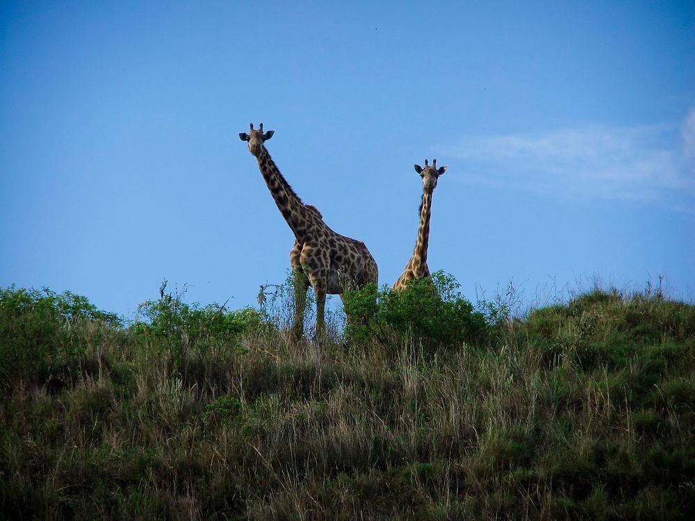 Giraffe in Tanzania, East Africa. Original public domain image from Flickr