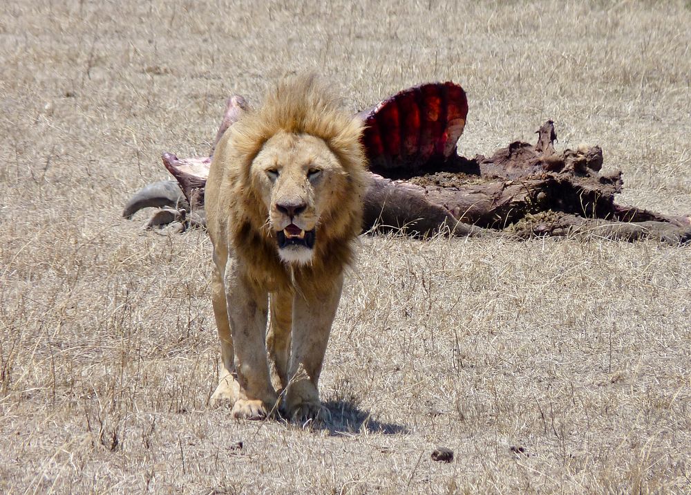 Lion in Tanzania. Original public domain image from Flickr