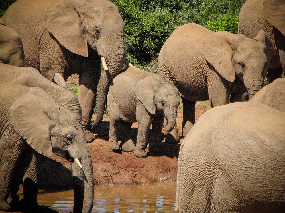 Herd of elephants at ADDO National Park. Original public domain image from Flickr