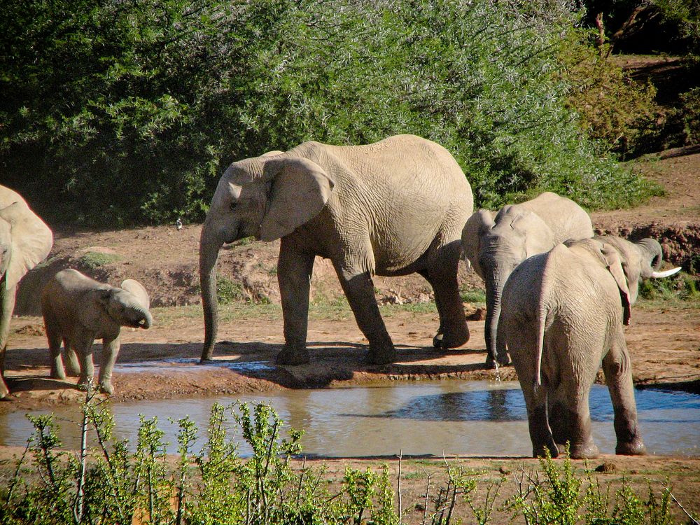 Herd of elephants at ADDO National Park Original public domain image from Flickr