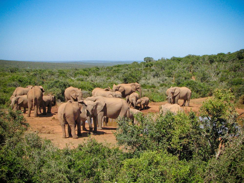 ADDO National Park. Original public domain image from Flickr