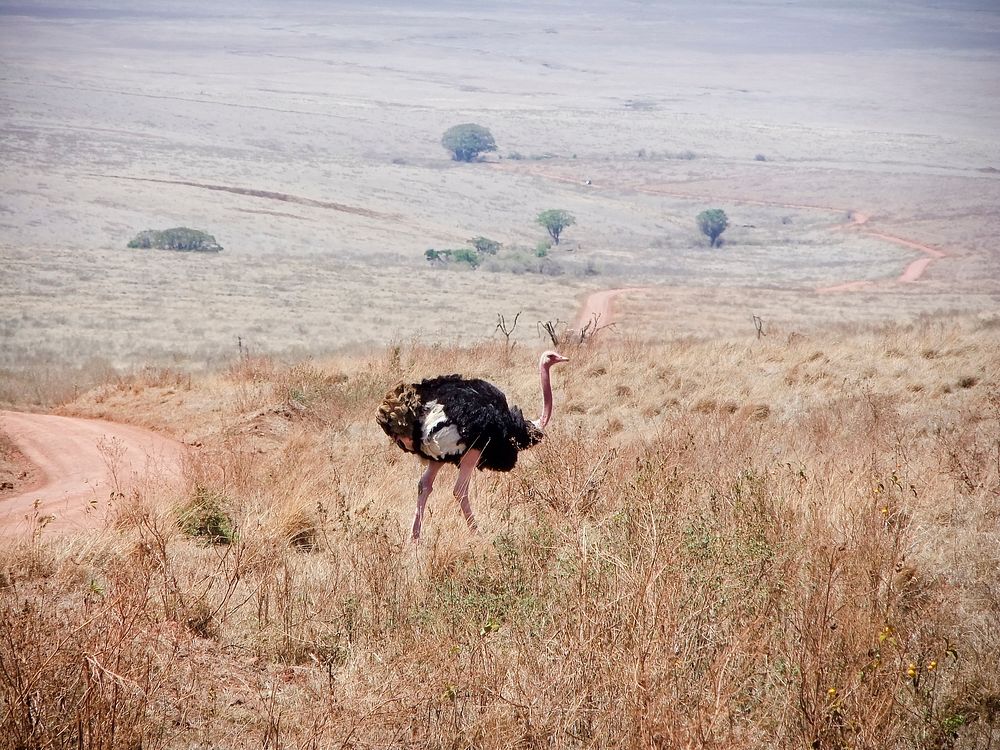 Ostrich in Tanzania. Original public domain image from Flickr