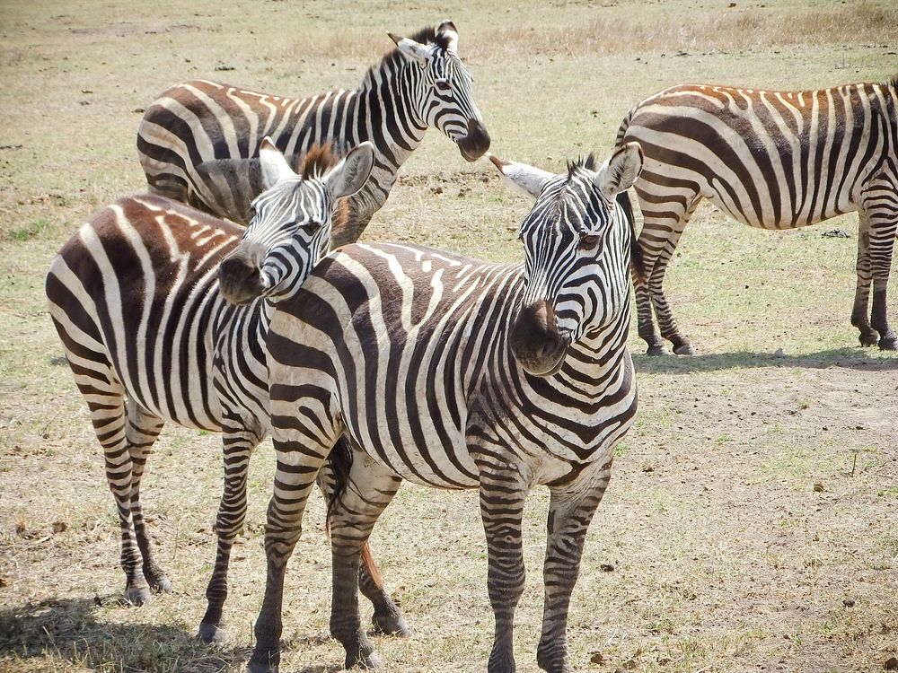 Zebras in Tanzania. Original public domain image from Flickr