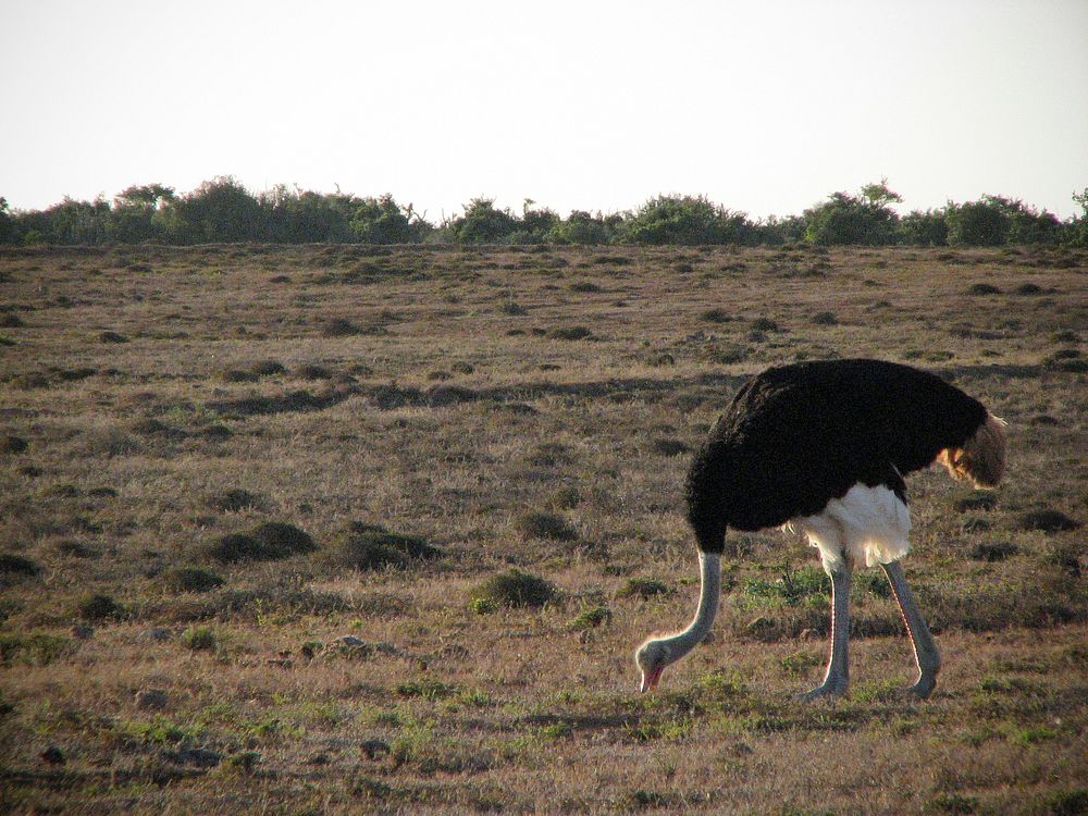 Ostrich at ADDO National Park. Original public domain image from Flickr