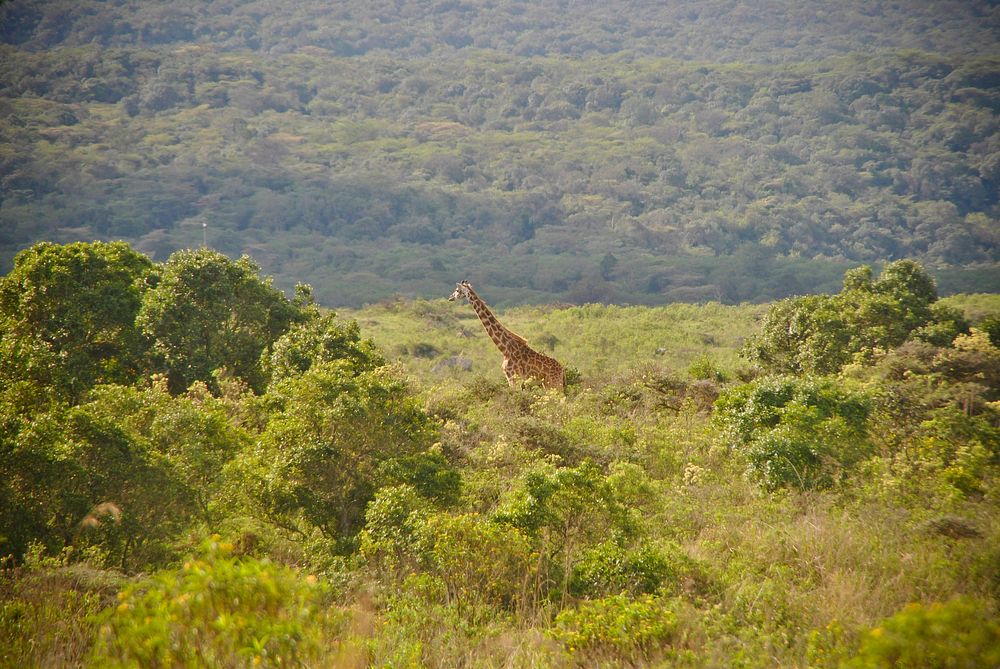 Tanzanian giraffe. Original public domain image from Flickr