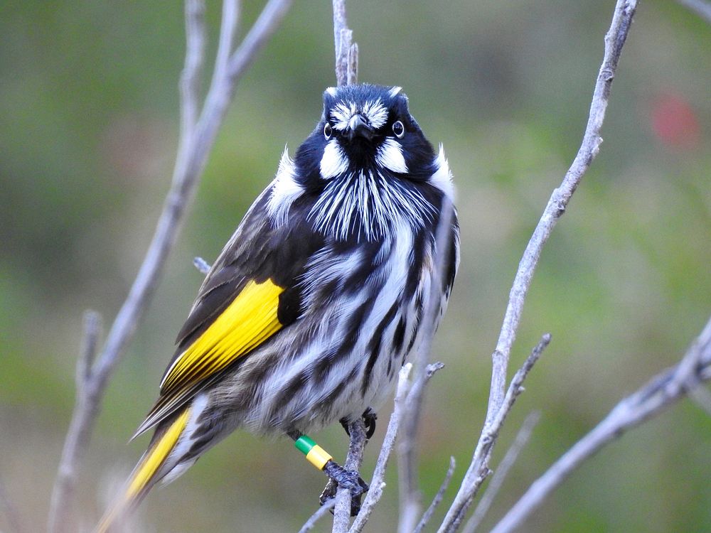 New Holland Honeyeater, bird photography. Free public domain CC0 image.