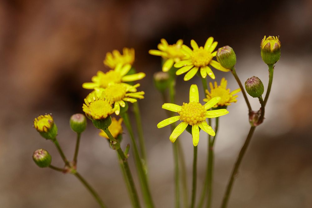 Golden Ragwort flower. Free public domain CC0 photo.