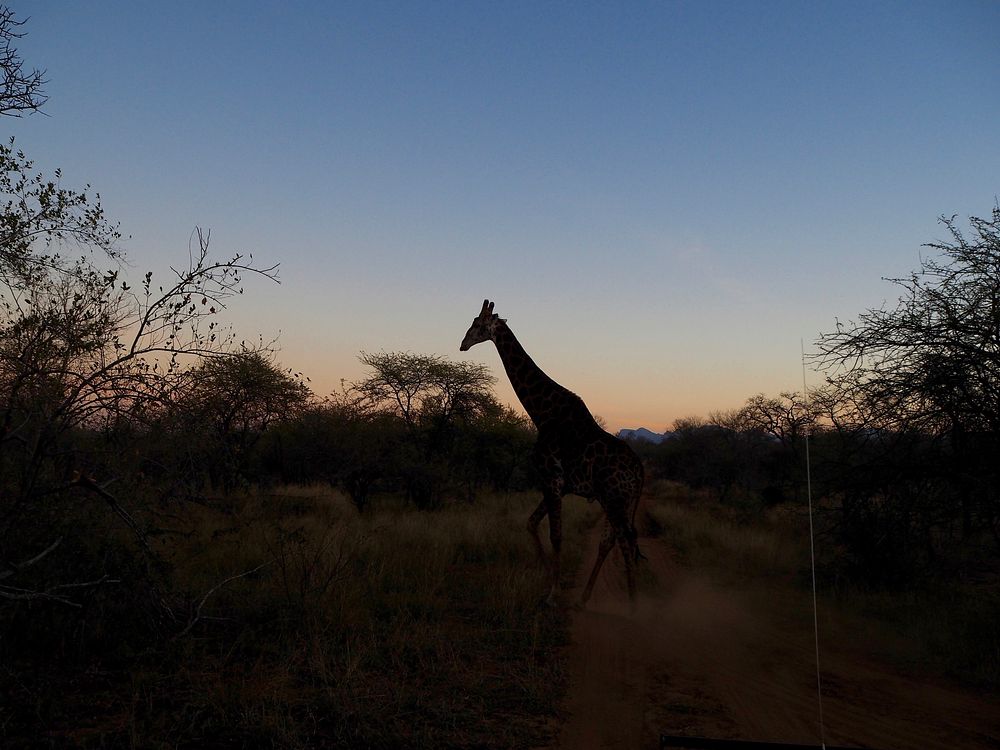 Giraffe at sunset. Free public domain CC0 photo.