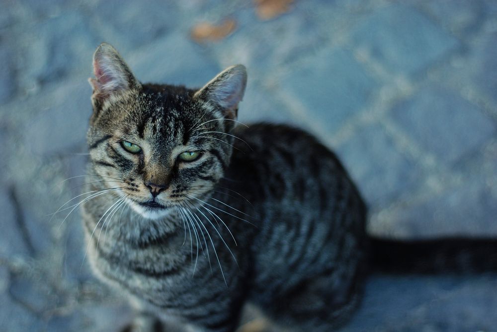 Outdoor tabby cat, animal image, free public domain CC0 photo.