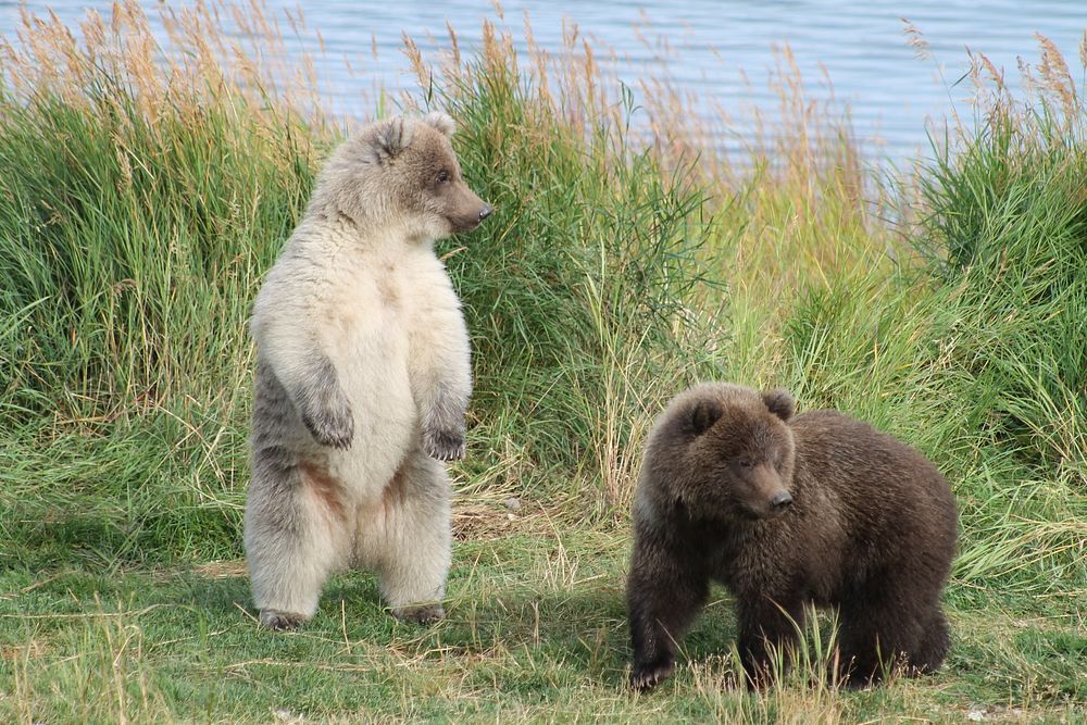 Brown bear cubs at Katmai. These cubs belong to bear Holly, who earned the nickname "supermom" after adopting an abandoned…