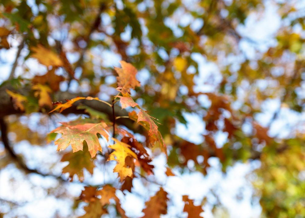 Fall Leaves, autumn foliage. Free public domain CC0 photo.