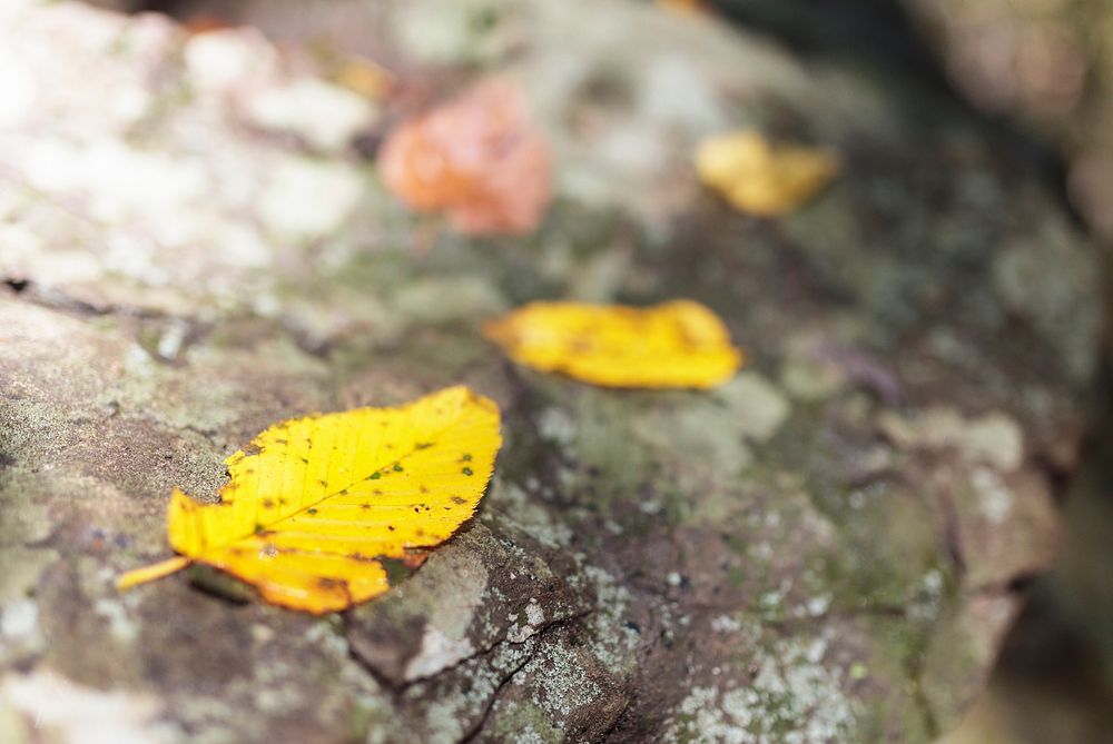 Fall Leaves, autumn foliage. Free public domain CC0 photo.