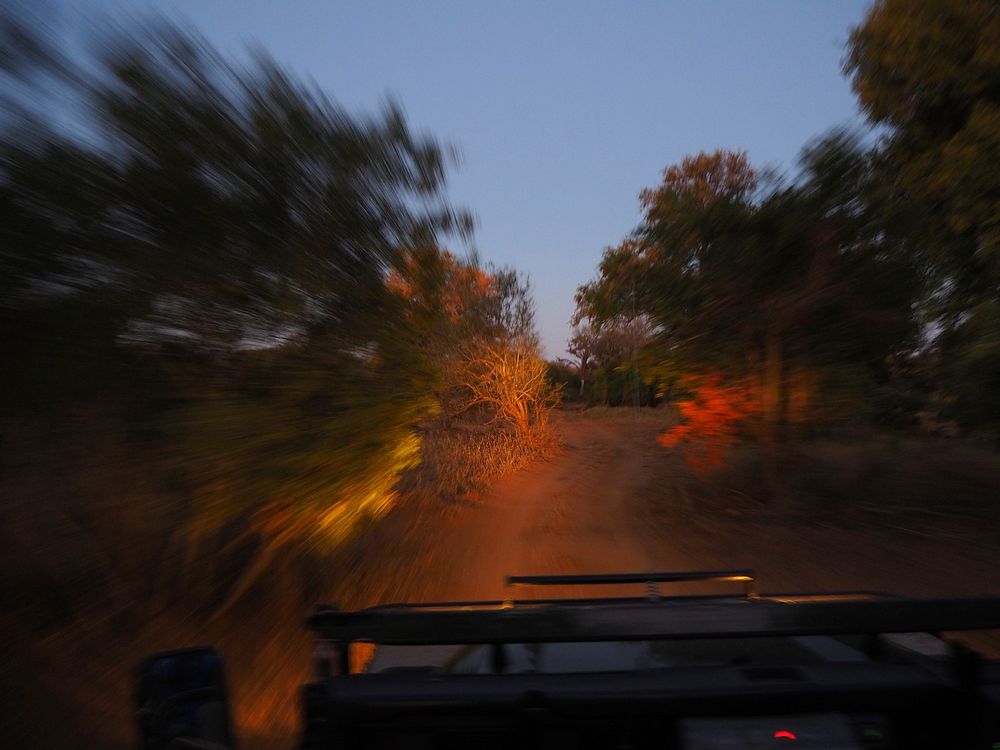 Game Drive at Night. Free public domain CC0 image.