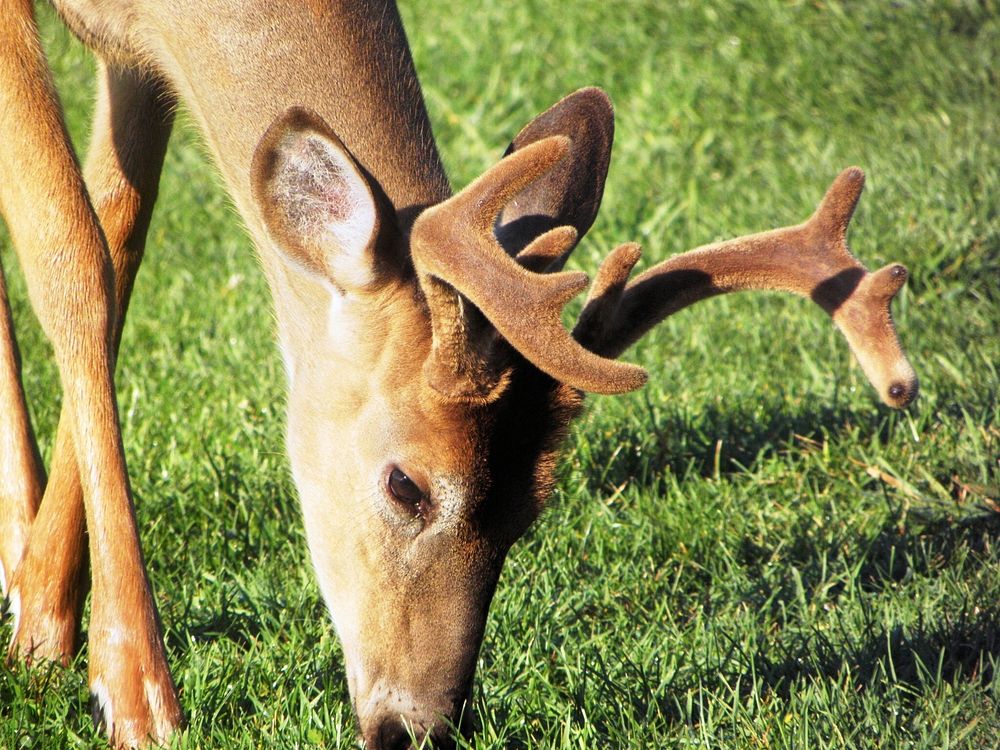 White-tailed deer, buck grazing. Free public domain CC0 photo.