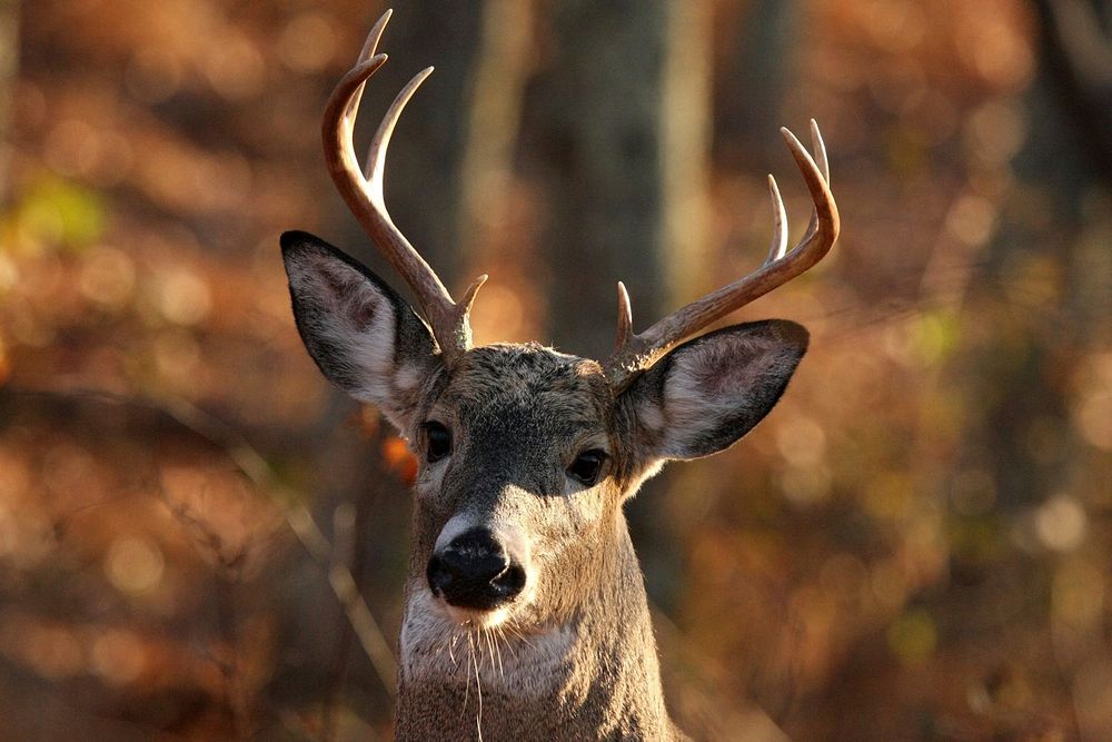 White-tailed deer, buck. Free public domain CC0 photo.