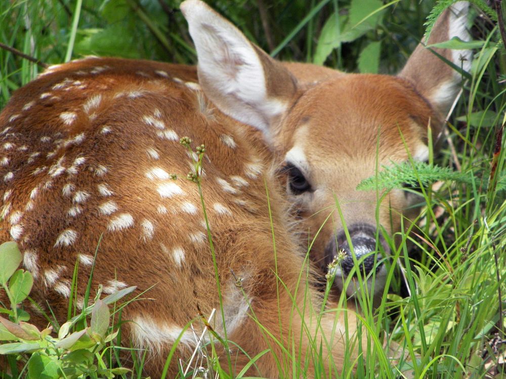 White-tailed deer, fawn. Free public | Free Photo - rawpixel