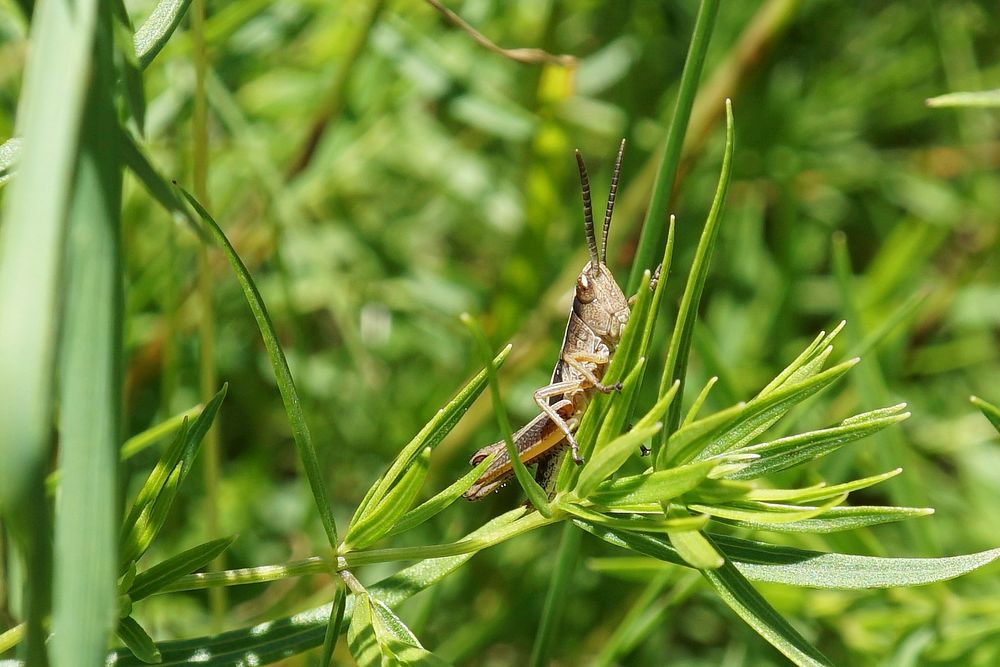 Cricket, insect image. Free public domain CC0 photo.