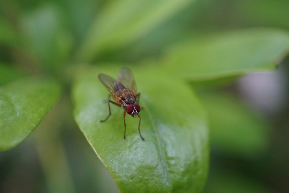 Fly, insect image. Free public domain CC0 photo.