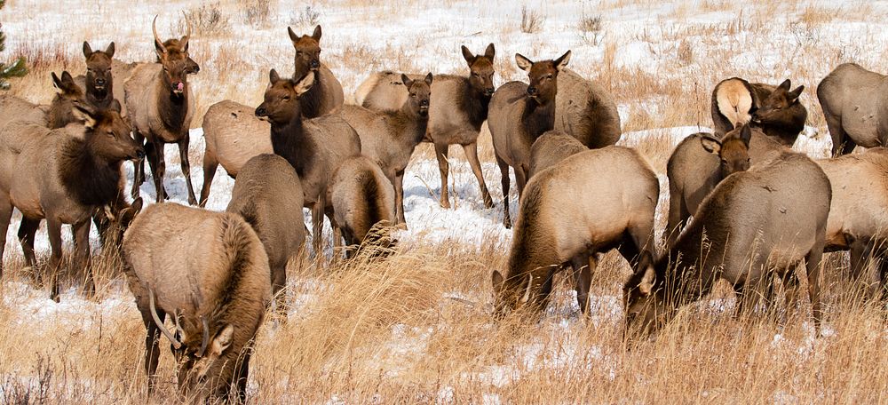 Crowed Elk in Rocky Mountain National Park, NPS Photo M.Reed. Original public domain image from Flickr
