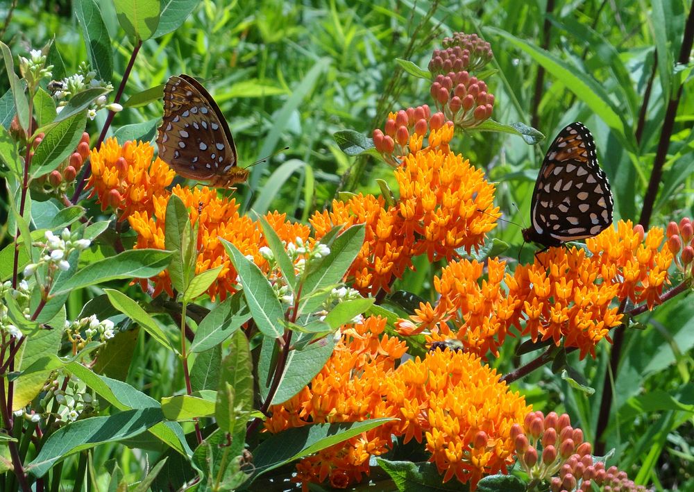 Butterfly, Regal Fritillary and Great Spangled Firtillary. Free public domain CC0 photo.
