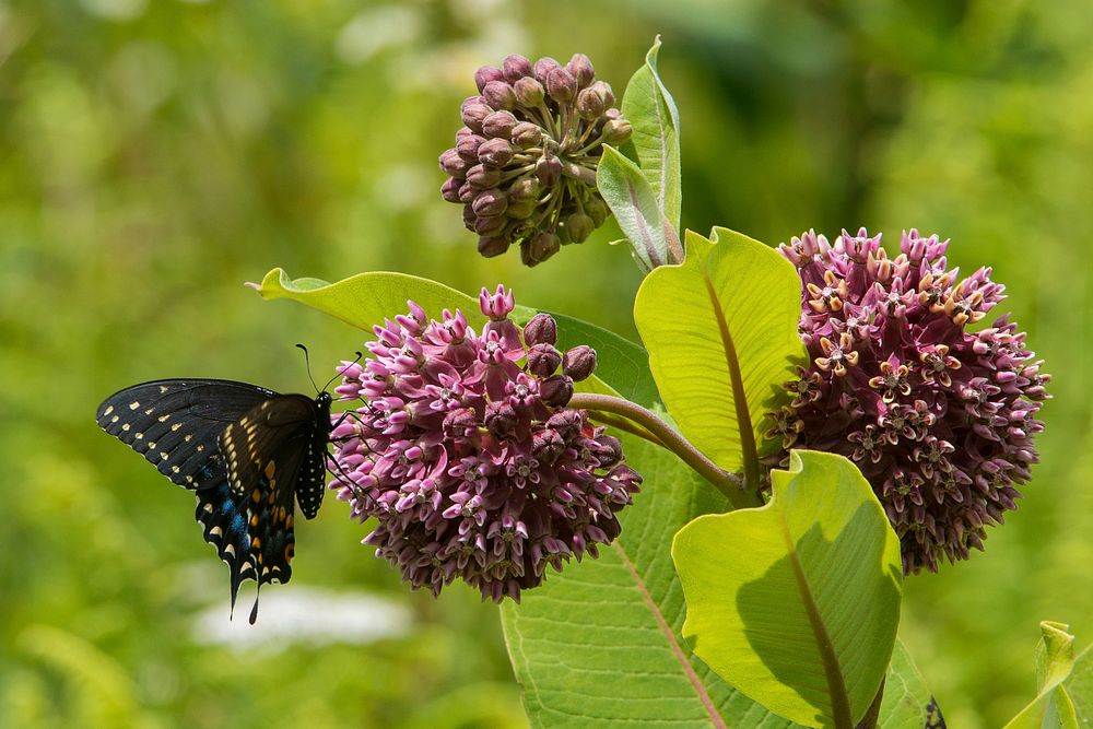 Black Swallowtail Butterfly on Common Milkweed flower. Free public domain CC0 photo.