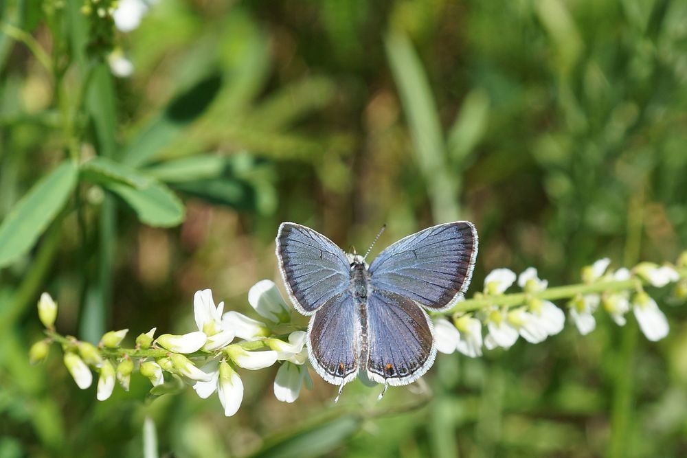 Eastern Tailed Blue Butterfly. Free public domain CC0 photo.