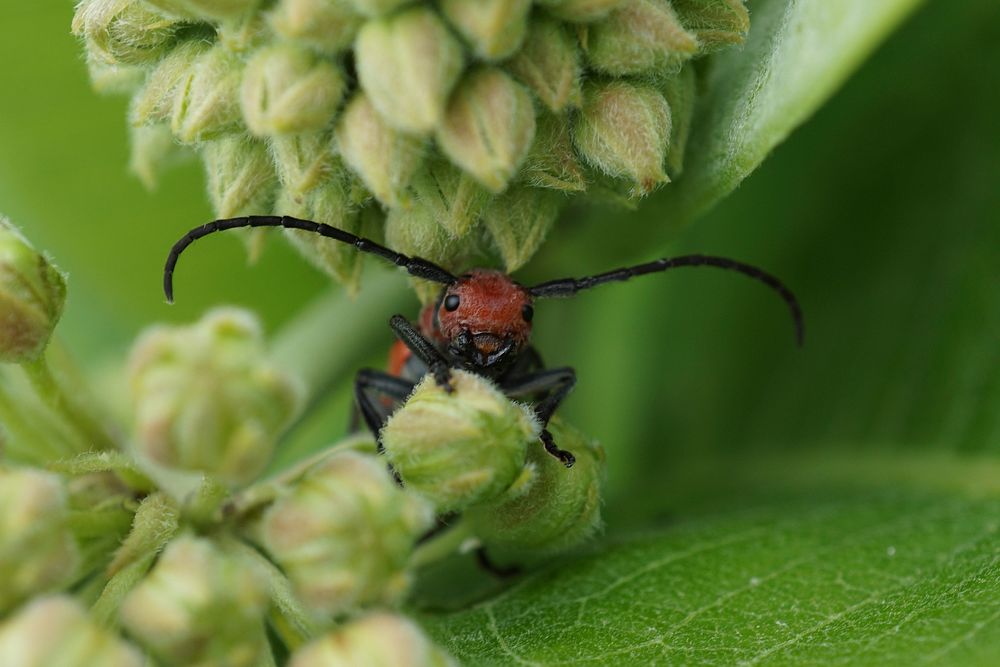 Milkweed Beetle, insect. Free public domain CC0 photo.