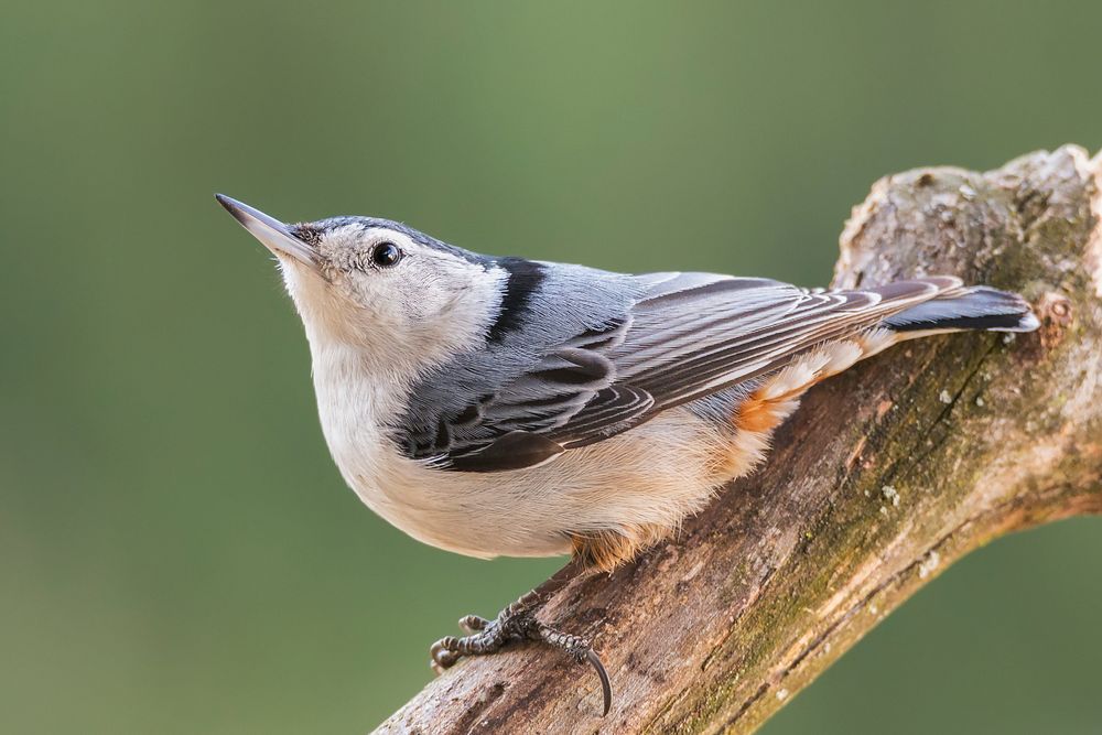White-breasted Nuthatch bird. Free public domain CC0 photo.