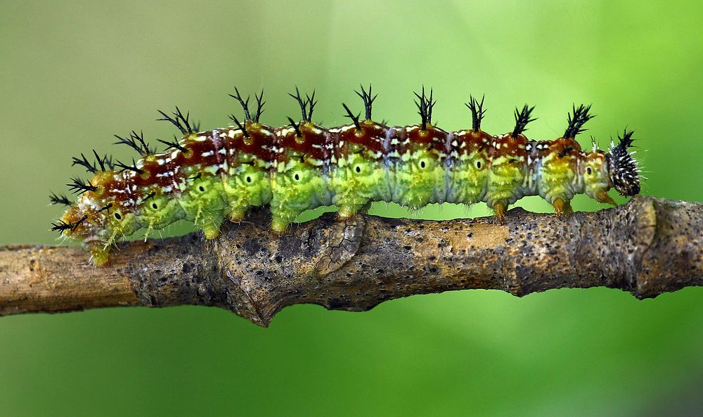 Caterpillar. Free public domain CC0 image.