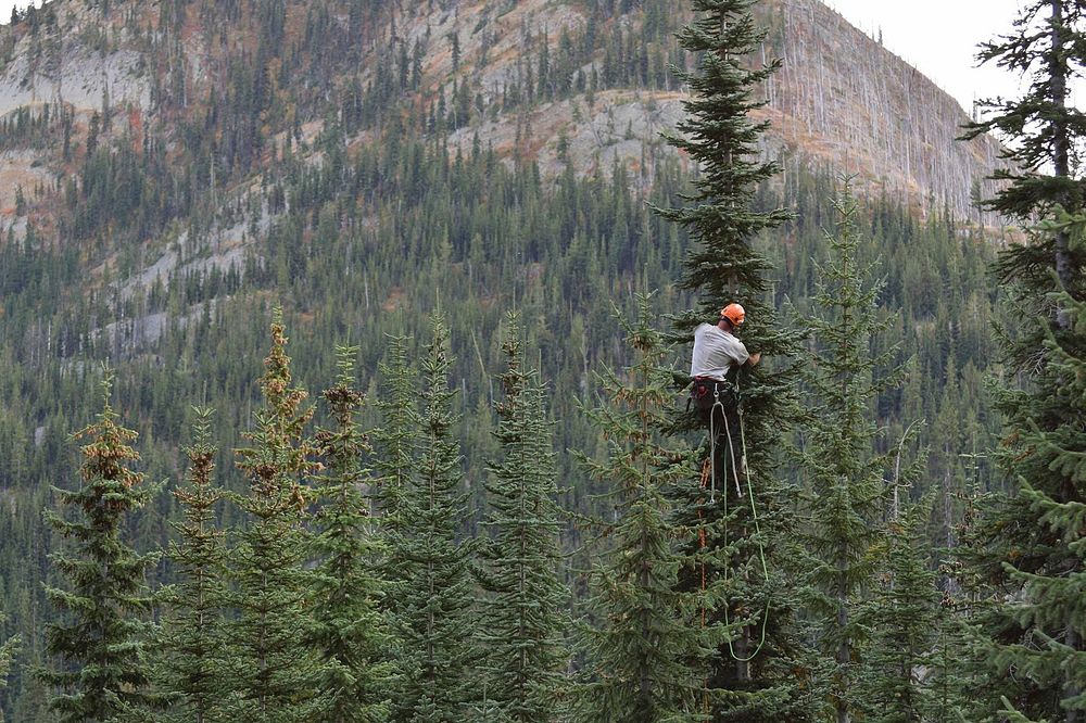 Andy Bryce was on Subalpine Fir, Olympic National Forest. Forest Service Photo by Andy Bryce. Original public domain image…