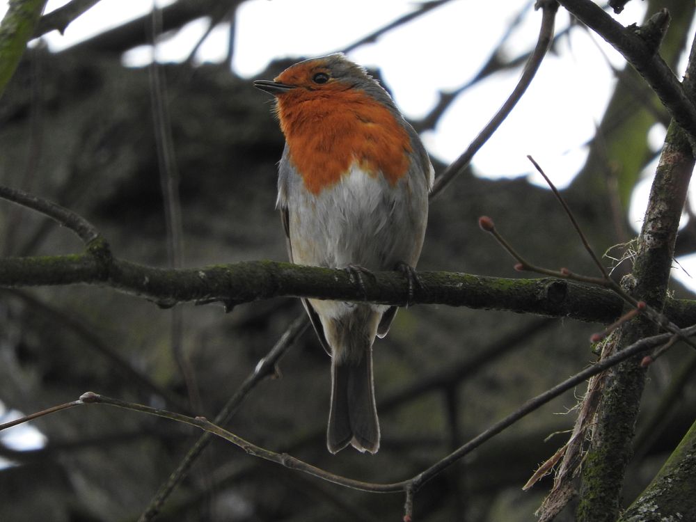 Robin bird in tree. Free public domain CC0 image.