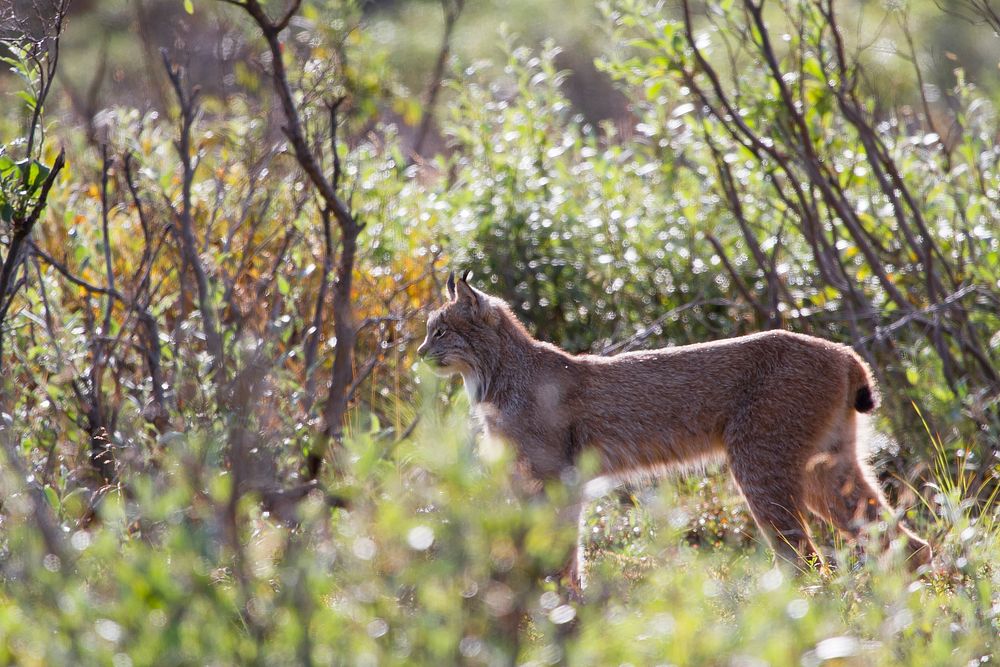 Lynx, Denali National Park and Preserve.
