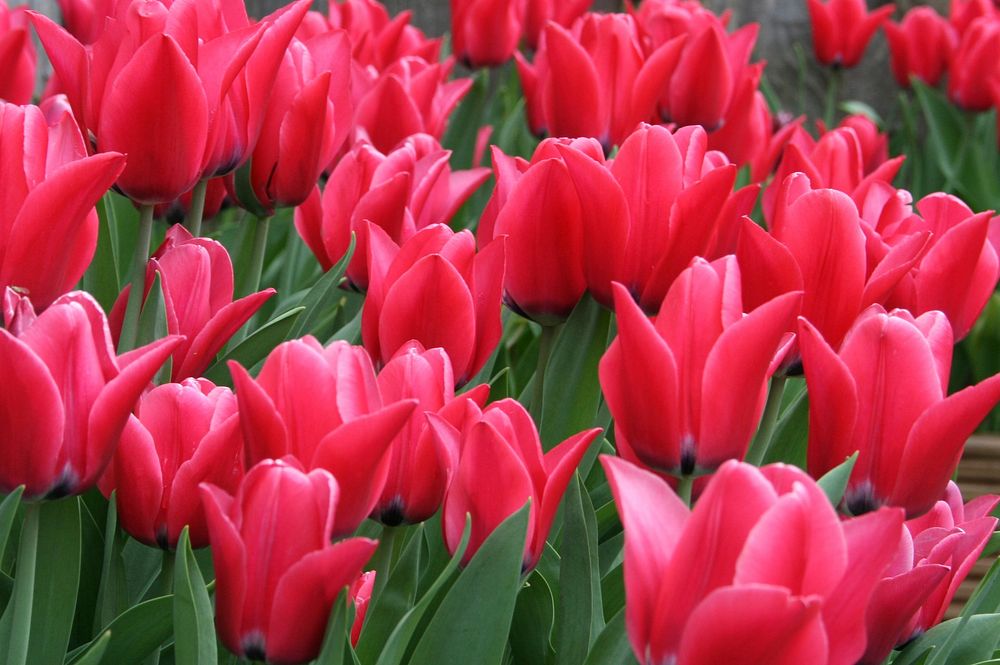 Red/pink tulip flowers shots, beautiful flowers. Original public domain image from Flickr