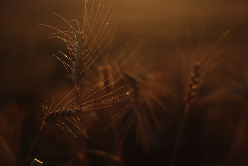 Grass flower. Free public domain CC0 photo.