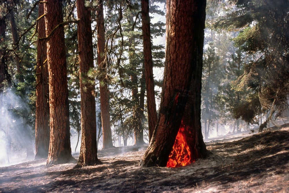 Ochoco National Forest, Mill Creek Fire. Original public domain image from Flickr