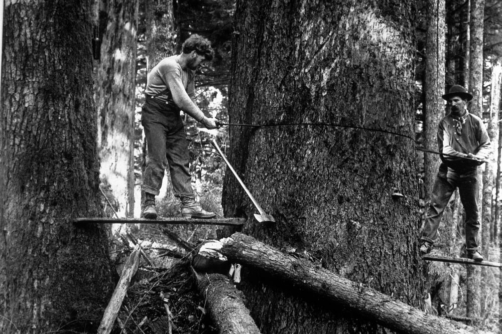 Loggers was on springboards cut down large tree. Original public domain image from Flickr