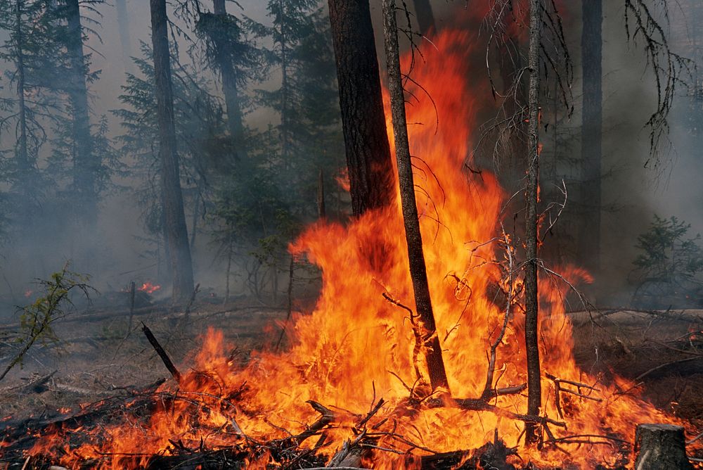 Prescribed fire burn, Colville National Forest. Original public domain image from Flickr