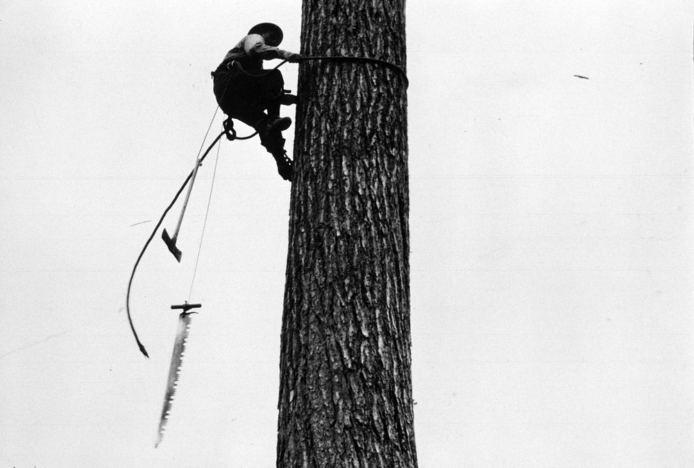logging, tree topper. Original public domain image from Flickr