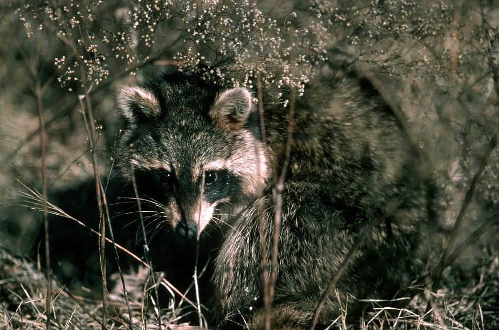 closed up a raccoon in a field. Original public domain image from Flickr