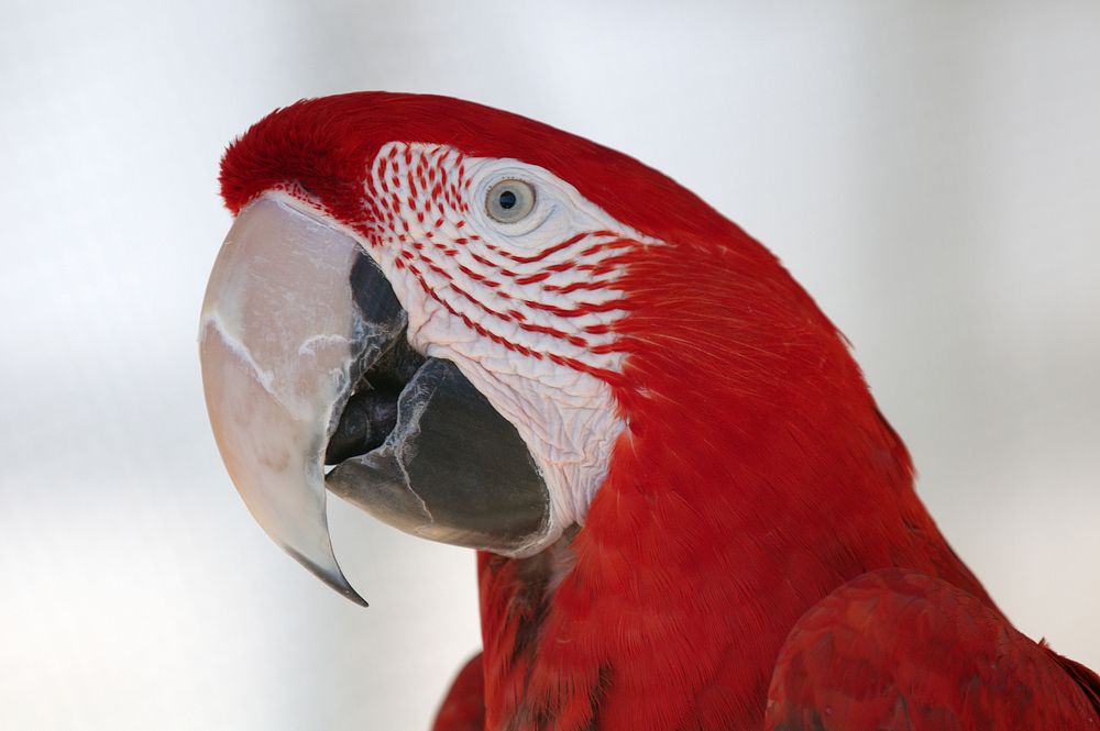 Cute Macaw bird, close up. Free public domain CC0 image.